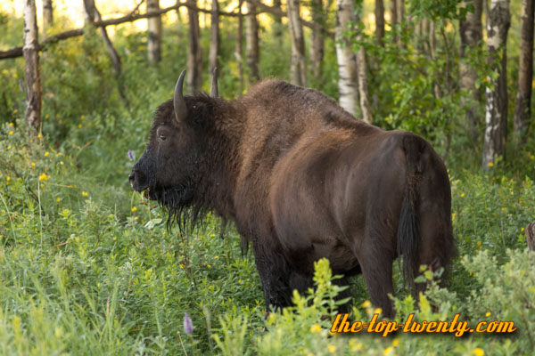 Bison gross